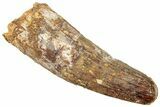 Fossil Spinosaurus Tooth - Real Dinosaur Tooth #322300-1